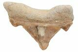 Pathological Otodus Shark Tooth - Morocco #213903-1
